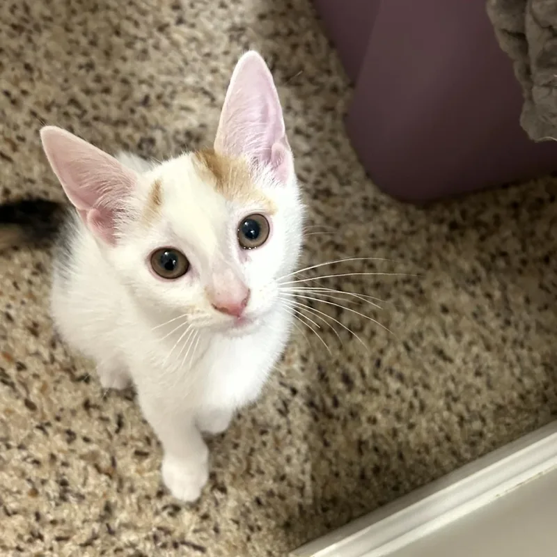 A baby medium-sized female Domestic Short Hair cat named Jesse Lee for adoption in Rochester, NY