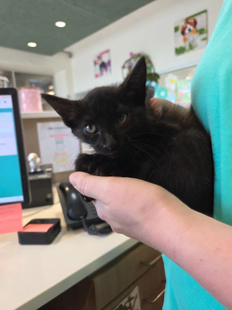 A baby small-sized male Domestic Short Hair cat named Hot Dog for adoption in Bossier City, LA