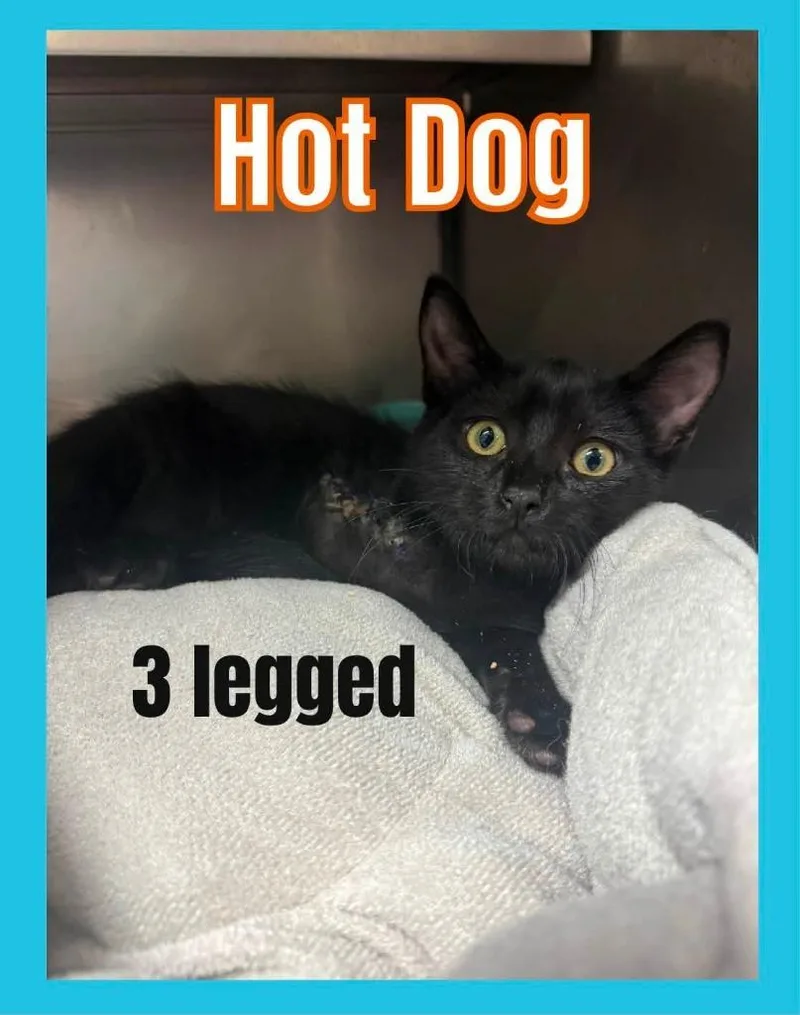Hot Dog thumbnail 2