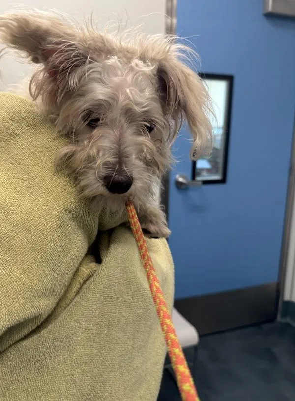 An adult small-sized female Mixed Breed dog named Tinkerbell for adoption in Ridgewood, NY