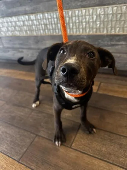 A baby small-sized male Pit Bull Terrier dog named Sarge for adoption in Honolulu, HI