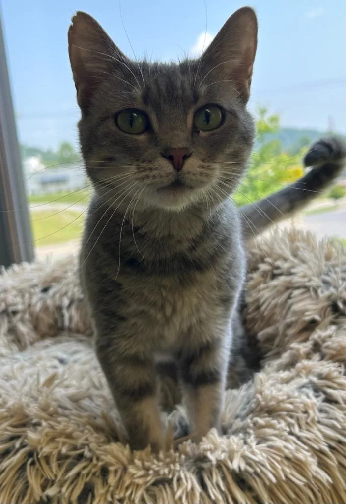 A young small-sized female Domestic Short Hair cat named Aurora for adoption in Blountville, TN