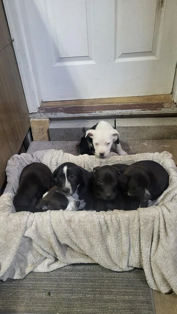 A baby medium-sized male Tricolor (Brown, Black, & White) Pit Bull Terrier dog named Salem for adoption in Chattanooga, TN
