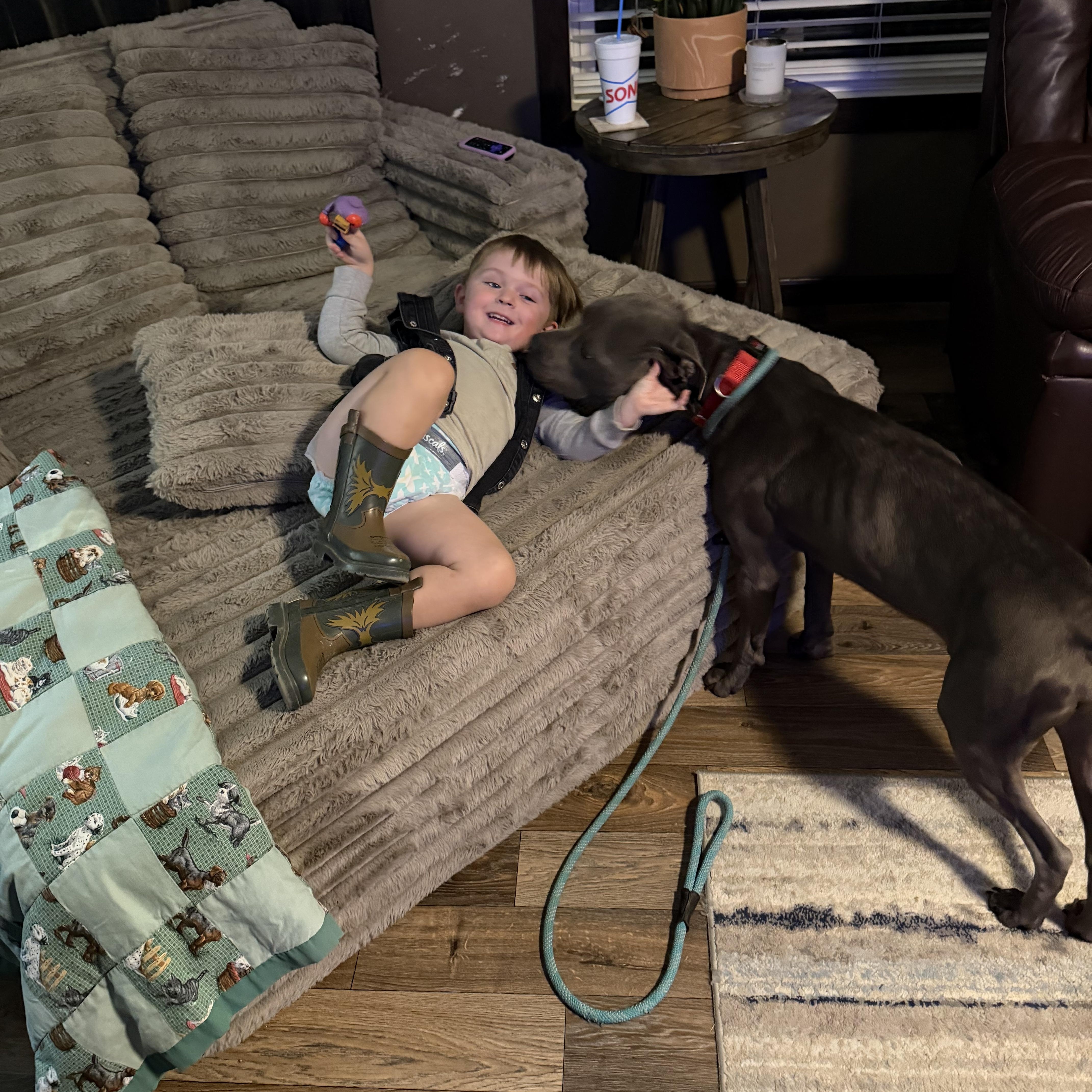 A young large-sized male Black Weimaraner dog named Cricket for adoption in Andover, MA