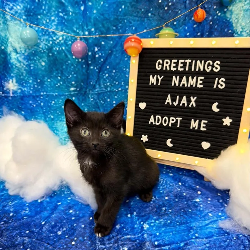 A baby small-sized male Black Domestic Short Hair cat named Ajax for adoption in Carmel, IN