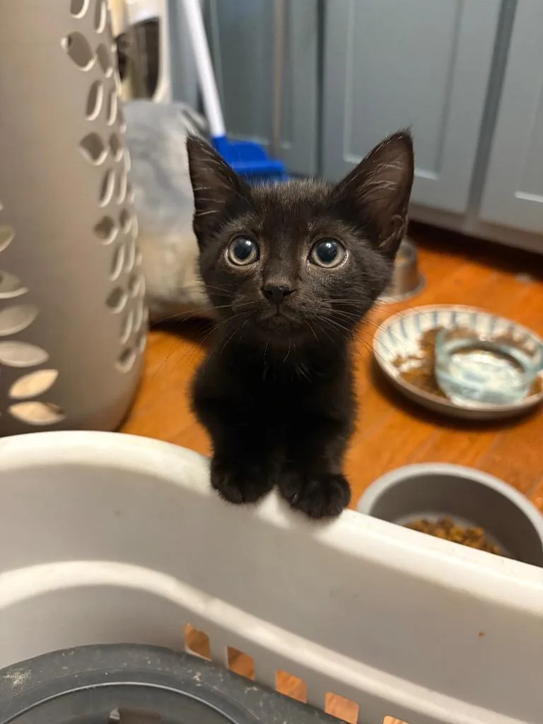 A baby small-sized male Domestic Short Hair cat named Gnocchi for adoption in Newnan, GA