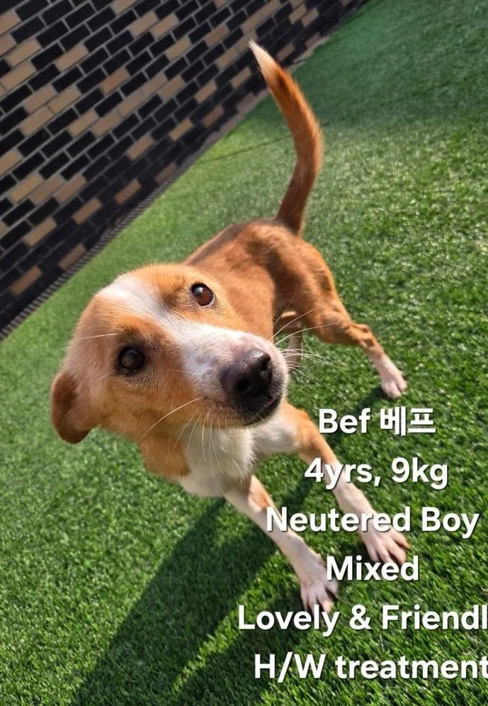 An adult small-sized male Mixed Breed dog named Bef for adoption in Long Island City, NY
