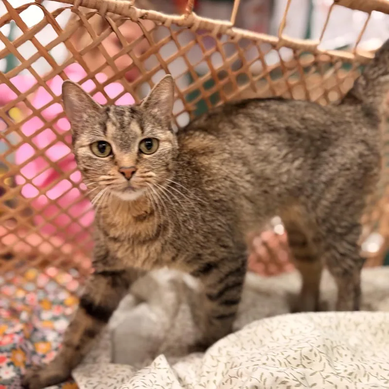 A senior medium-sized male Brown / Chocolate Domestic Short Hair cat named Calvin for adoption in Midland, TX