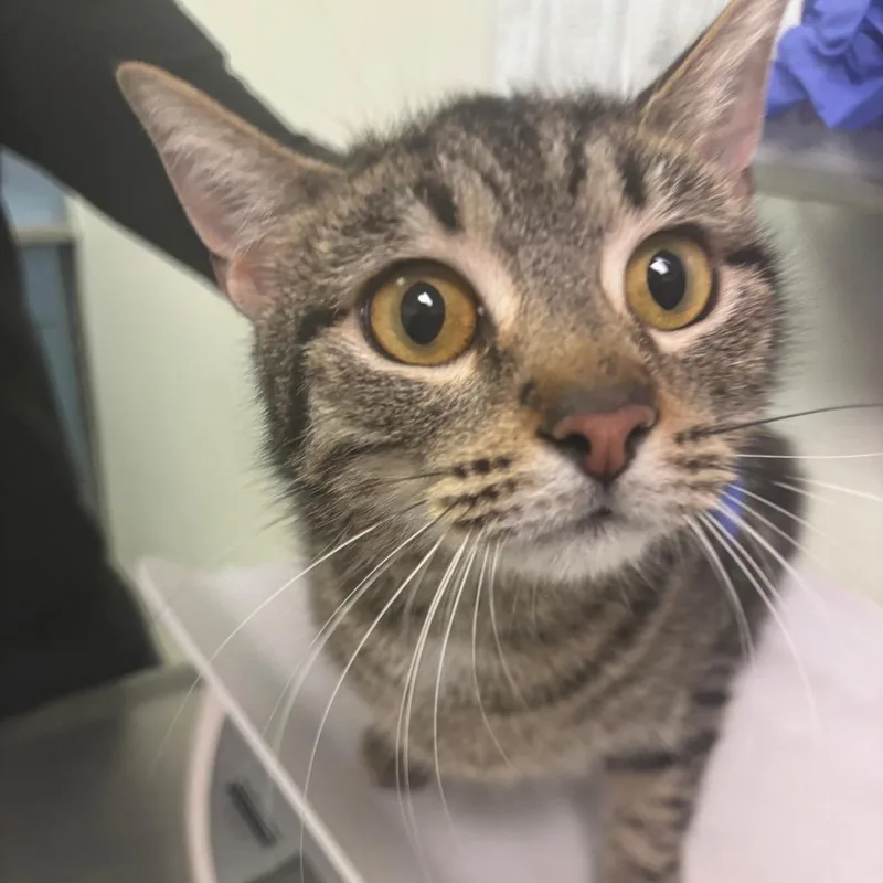 A young medium-sized female Brown / Chocolate Domestic Medium Hair cat named Dairy Milk for adoption in Charleston, WV