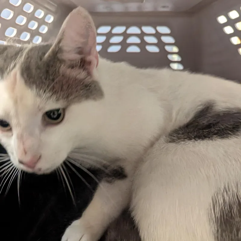 An adult large-sized male White Domestic Short Hair cat named Beer Battered Onion Ring for adoption in Charlottesville, VA