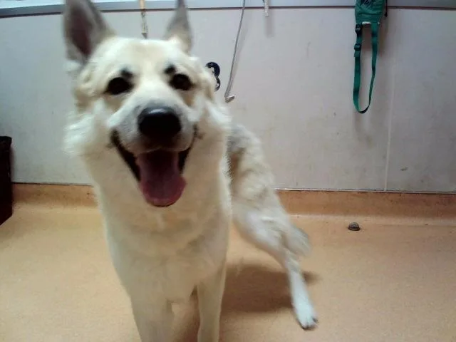 An adult large-sized male Siberian Husky dog named Mailman for adoption in Martinez, CA
