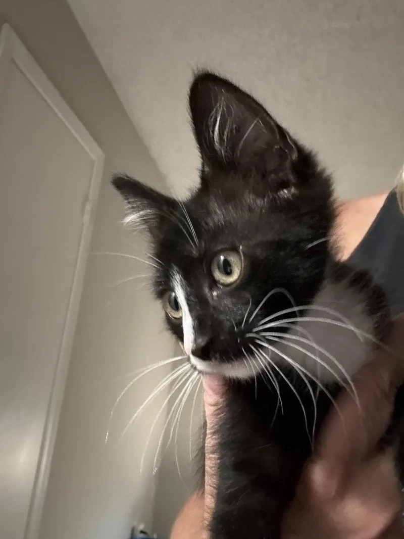 A baby medium-sized male Domestic Short Hair cat named Mu for adoption in Norwood, MA