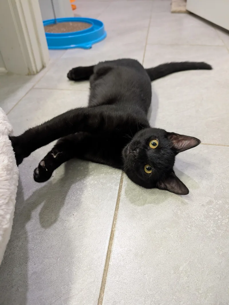 A baby medium-sized male Domestic Short Hair cat named Jet for adoption in Clayton, NC