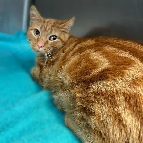 Scarlet Forest thumbnail 2