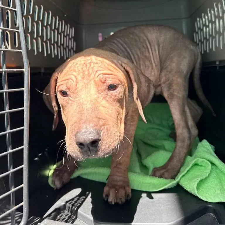 A baby small-sized female Brown / Chocolate Pit Bull Terrier dog named Lyla for adoption in Tampa, FL