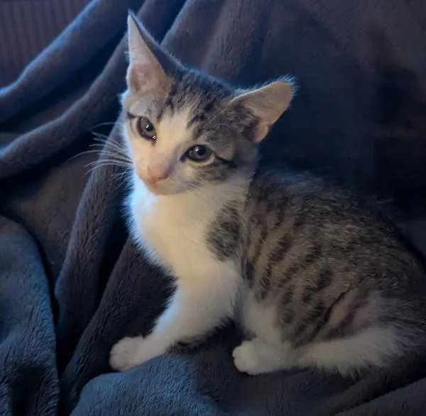 A baby small-sized male Domestic Short Hair cat named Pen for adoption in Sherwood, OR