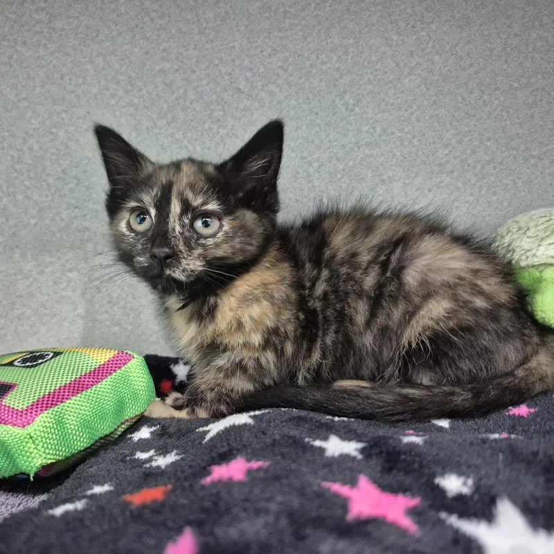 A baby small-sized female Tortoiseshell Domestic Short Hair cat named Thumbtack for adoption in Newark, NJ