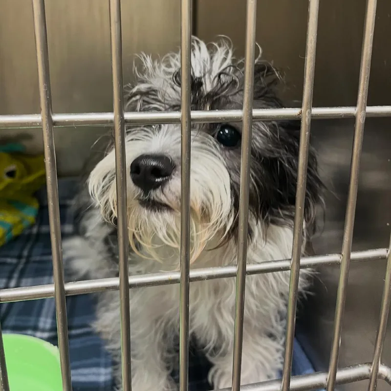 A young small-sized female White / Cream Maltese dog named MooMoo for adoption in Palestine, TX