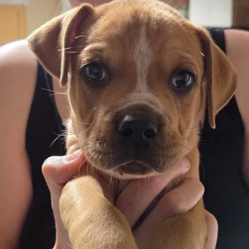 A baby small-sized male Yellow / Tan / Blond / Fawn Mixed Breed dog named Jerry for adoption in Duncan, OK