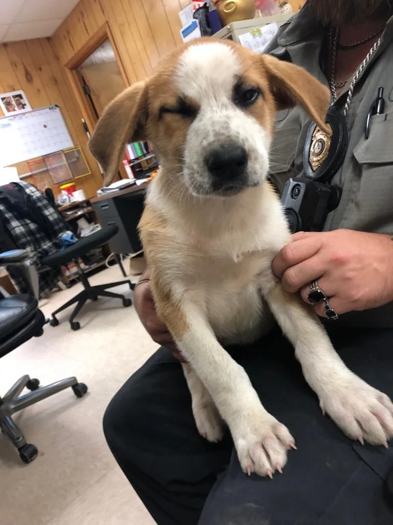 A baby medium-sized female Terrier dog named Chilly for adoption in Benton, AR