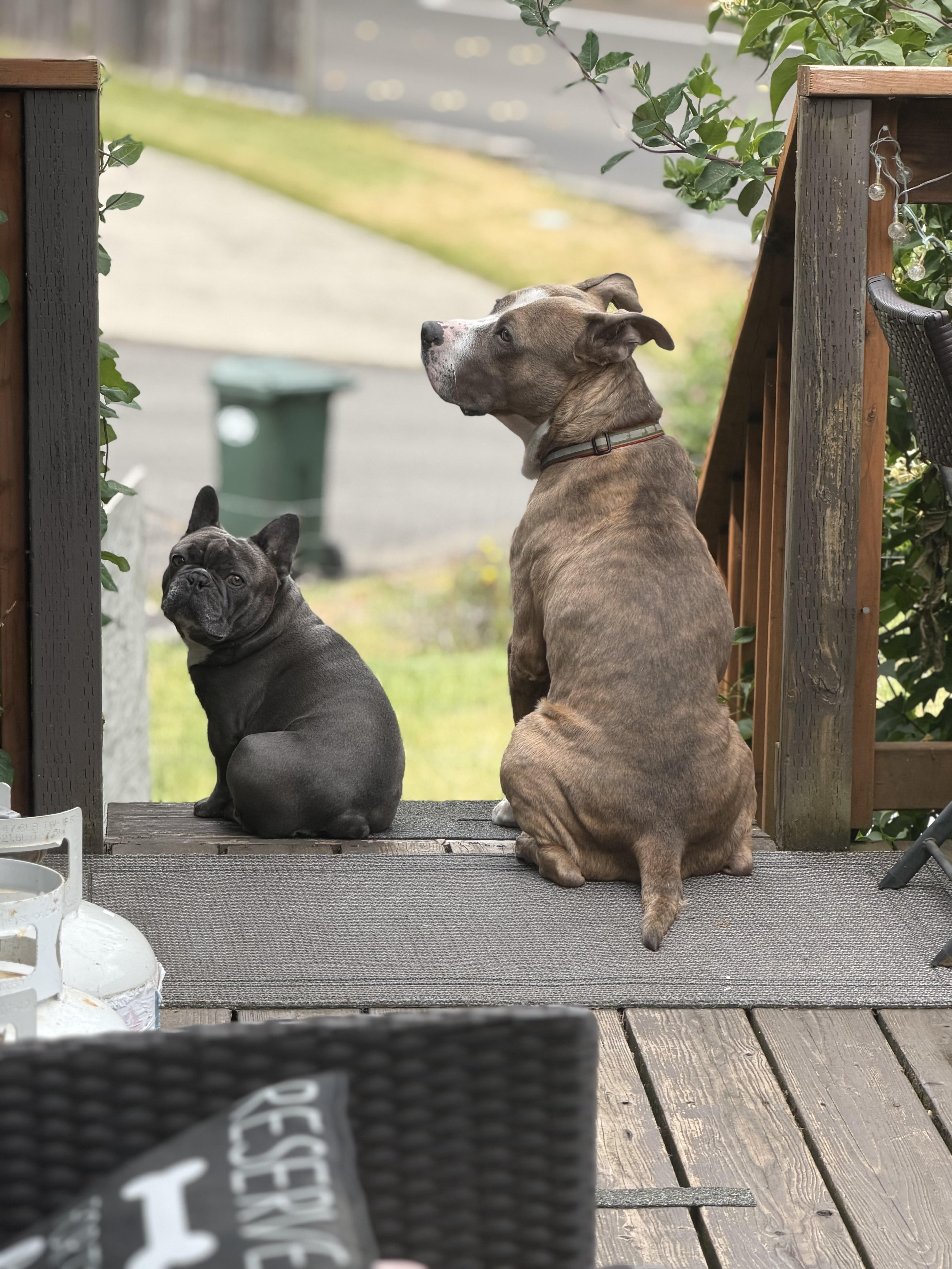 An adult large-sized male American Staffordshire Terrier dog named Zazu for adoption in Olympia, WA