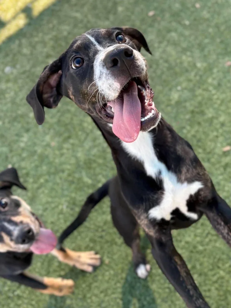 A baby medium-sized female Mixed Breed dog named Piper for adoption in Holbrook, NY