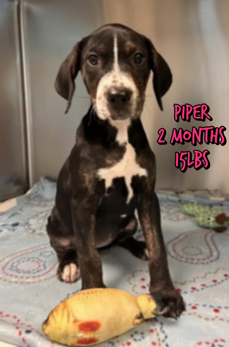Piper thumbnail 2
