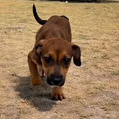 Sweet Pea thumbnail 2