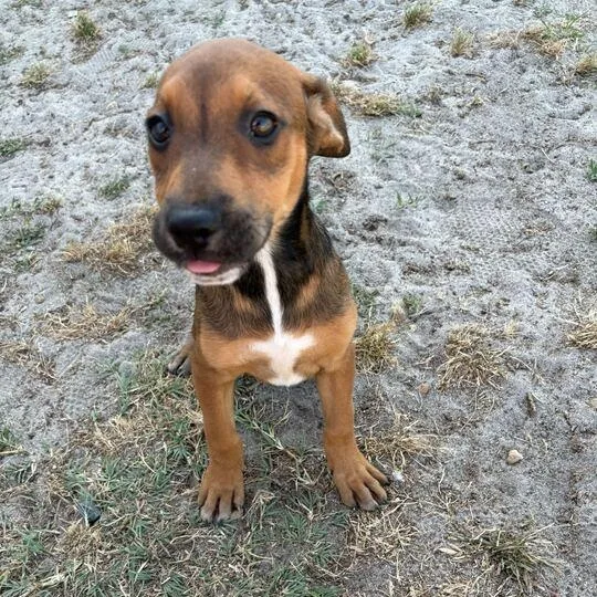 Sweet Pea thumbnail 3