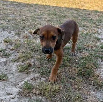 A baby medium-sized female Sable Labrador Retriever dog named Sweet Pea for adoption in Valdosta, GA