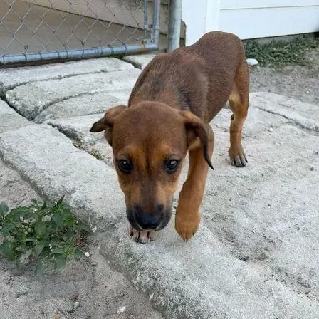 Sweet Pea thumbnail 4