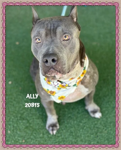 An adult large-sized female Gray / Blue / Silver Pit Bull Terrier dog named Ally for adoption in Marietta, GA