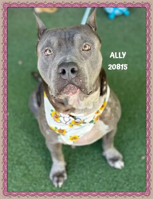 Ally thumbnail 3