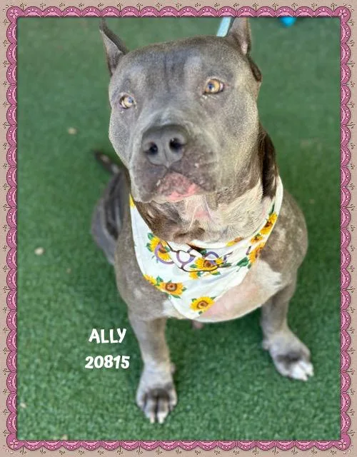 Ally thumbnail 4