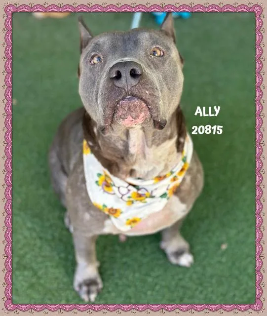 Ally thumbnail 5