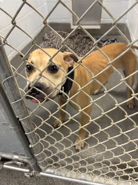 A young large-sized male Pit Bull Terrier dog named Lamar for adoption in Huntsville, AL