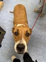 An adult large-sized female Brown / Chocolate Mixed Breed dog named Jenna for adoption in Charleston, SC
