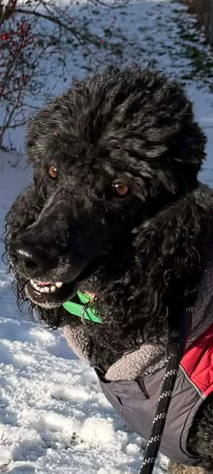 An adult large-sized male Black Standard Poodle dog named Yogi for adoption in Hagerstown, MD