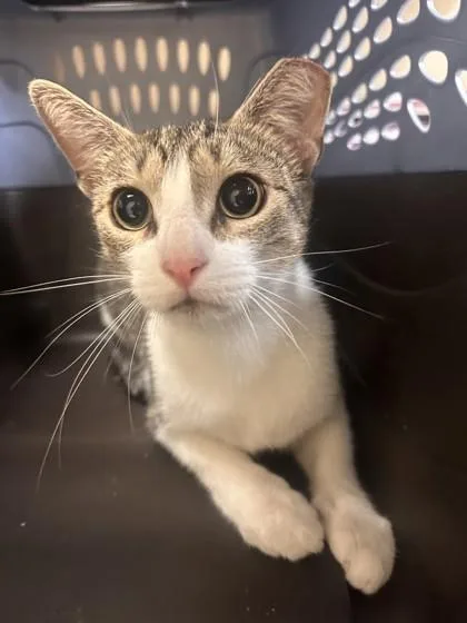 An adult small-sized female Domestic Short Hair cat named Poppi Tart for adoption in West Chester, PA