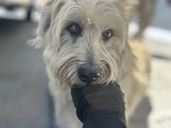 An adult medium-sized female Scottish Terrier dog named Kelley for adoption in Victorville, CA