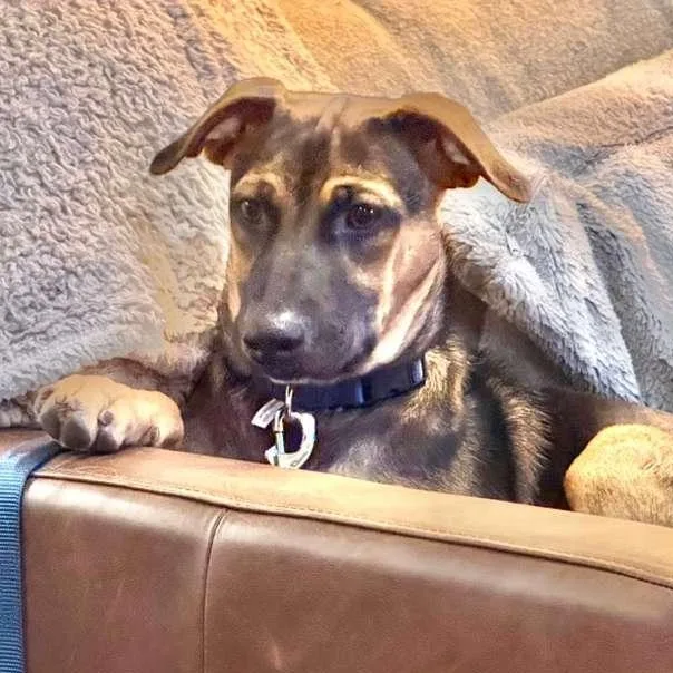 A baby medium-sized male Mixed Breed dog named James for adoption in Sandwich, MA