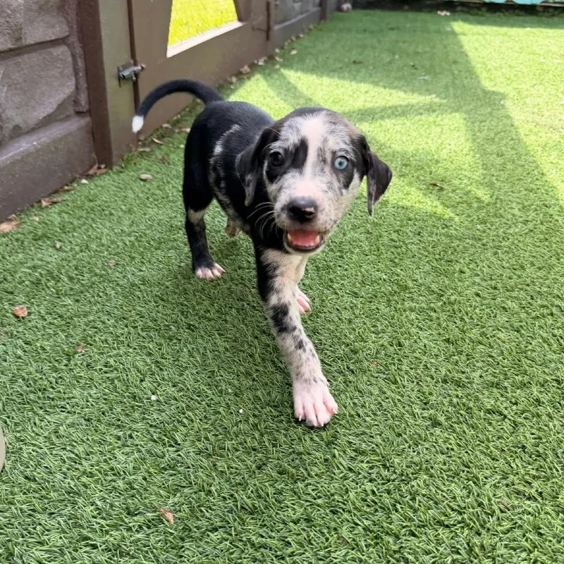 A baby medium-sized male Mixed Breed dog named Ace for adoption in LOXAHATCHEE, FL