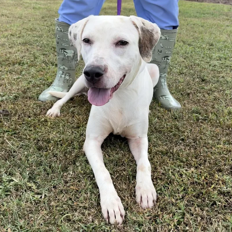 A young medium-sized female White / Cream English Bulldog dog named Jean Gray for adoption in Valdosta, GA