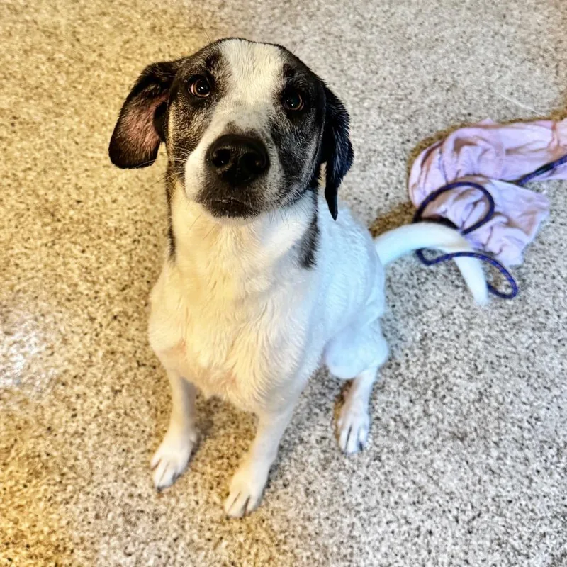 An adult large-sized female White / Cream Shepherd dog named Ramona for adoption in Brownsboro, AL
