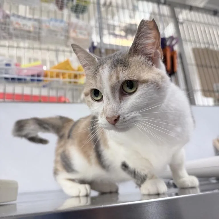 An adult medium-sized female Calico Domestic Short Hair cat named Goldie for adoption in New York, NY