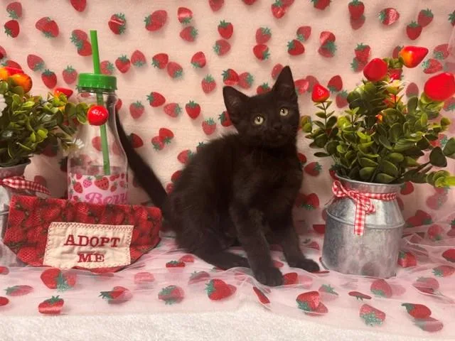 A baby small-sized female Domestic Short Hair cat named Sage for adoption in Fairfield, CA