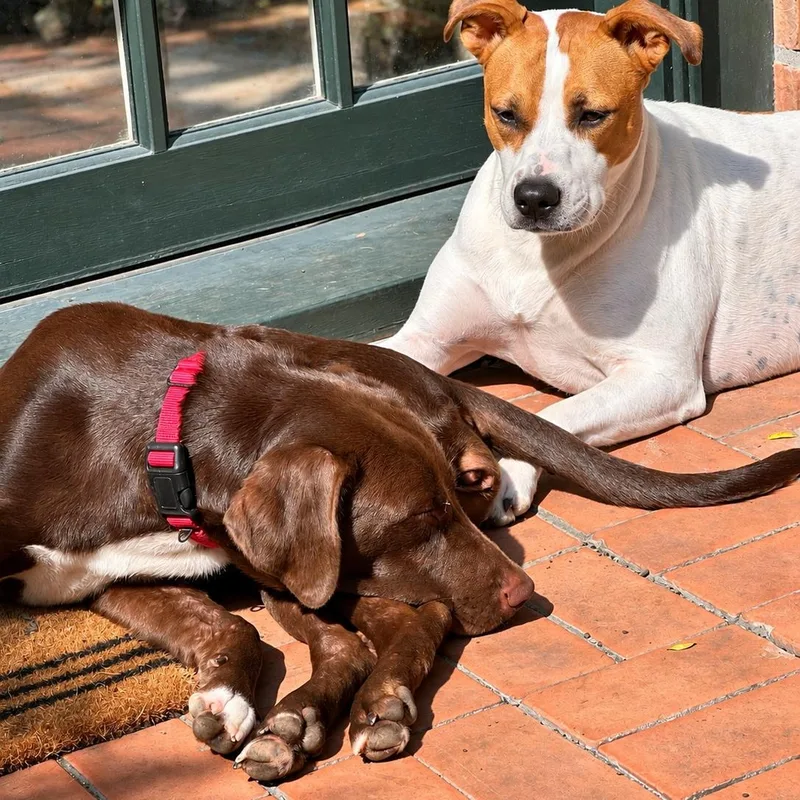 A young medium-sized female Brown / Chocolate German Shorthaired Pointer dog named Poppy for adoption in Baytown, TX