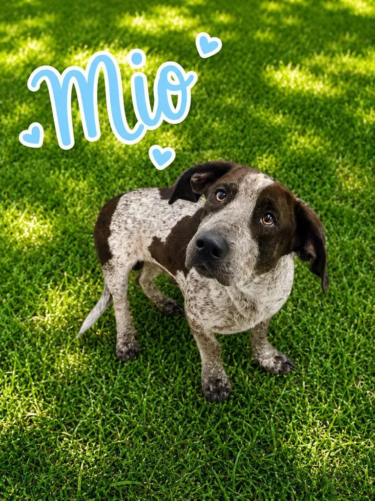 A young medium-sized male Basset Hound dog named Mio for adoption in Livingston, LA