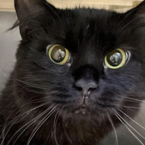 A young medium-sized female Black Domestic Long Hair cat named DoubleM for adoption in Baltimore, MD