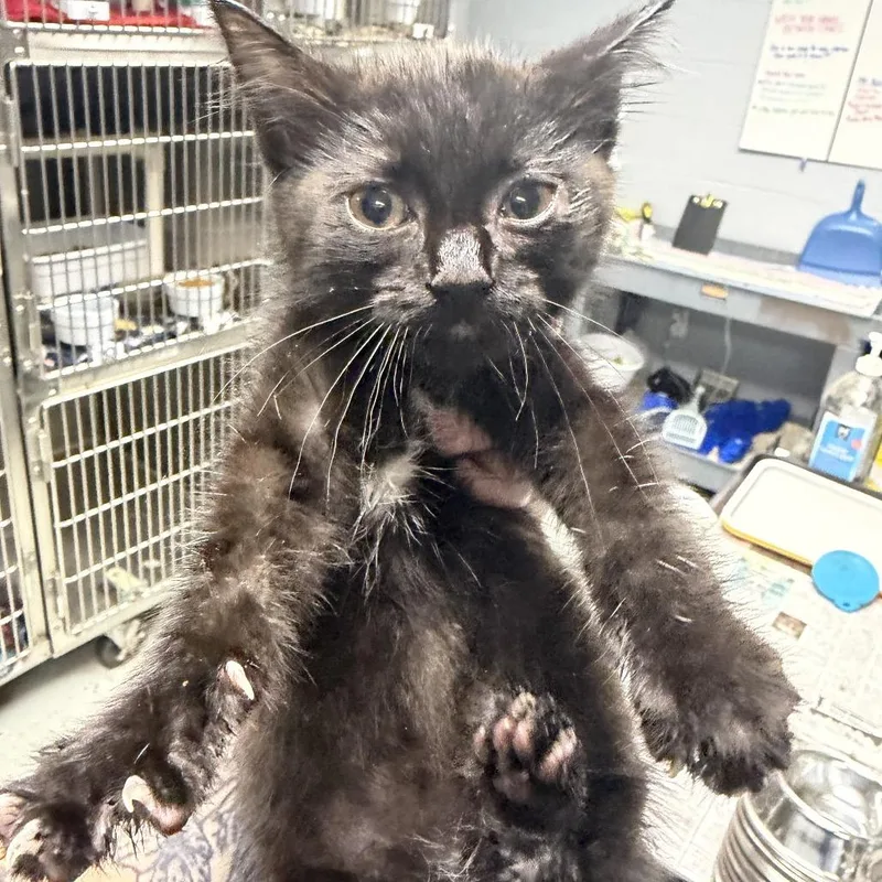 A baby small-sized male Black Domestic Short Hair cat named Haggard for adoption in Marion, VA